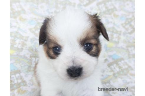 成約済の千葉県のパピヨン-155937の1枚目