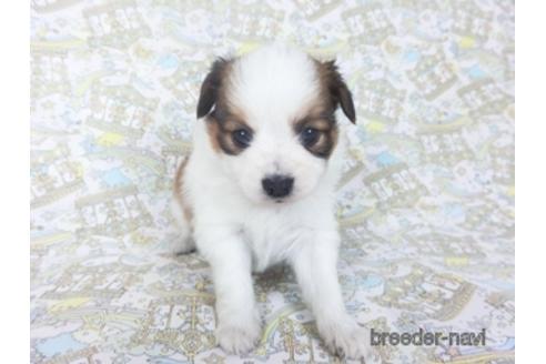 成約済の千葉県のパピヨン-155937の4枚目