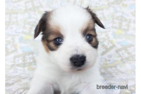 成約済の千葉県のパピヨン-155937の3枚目