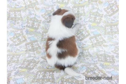 成約済の千葉県のパピヨン-155937の2枚目