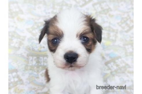 成約済の千葉県のパピヨン-155938の4枚目