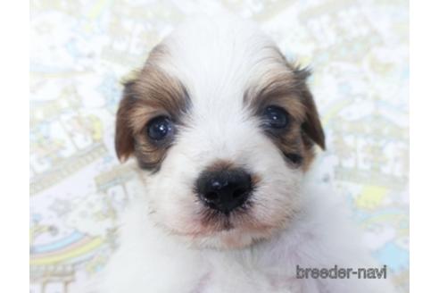 成約済の千葉県のパピヨン-155938の1枚目