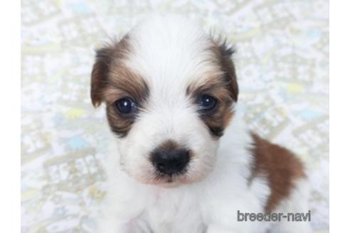 成約済の千葉県のパピヨン-155938の3枚目