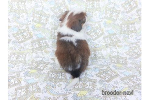 成約済の千葉県のパピヨン-155938の2枚目