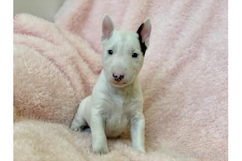 成約済の三重県のミニチュアブルテリア-155947の3枚目