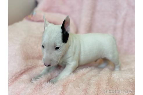 成約済の三重県のミニチュアブルテリア-155947の4枚目