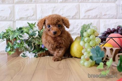 成約済の滋賀県のトイプードル-154261