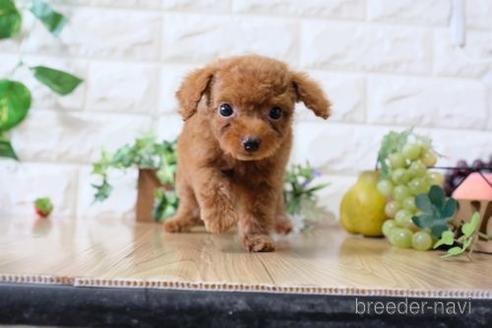 成約済の滋賀県のトイプードル-154261の5枚目