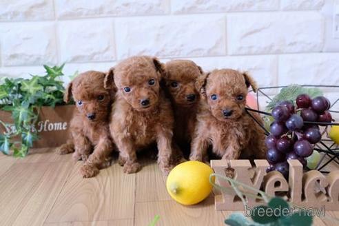 成約済の滋賀県のトイプードル-154261の4枚目