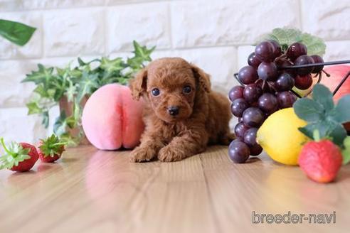 成約済の滋賀県のトイプードル-154261の3枚目