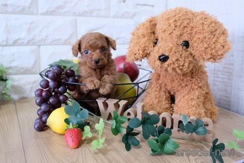 成約済の滋賀県のトイプードル-154261の2枚目