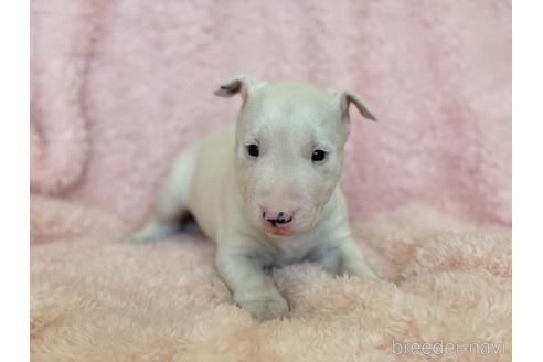 成約済の三重県のミニチュアブルテリア-155948の3枚目