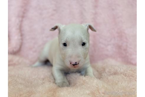 成約済の三重県のミニチュアブルテリア-155948の4枚目