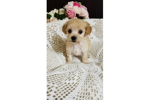 成約済の千葉県のミックス犬-155950の1枚目