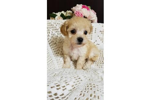 成約済の千葉県のミックス犬-155950の4枚目