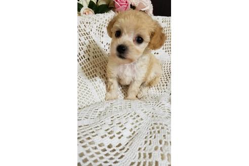 成約済の千葉県のミックス犬-155950の3枚目