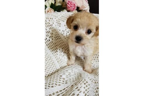 成約済の千葉県のミックス犬-155950の2枚目