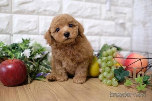 成約済の滋賀県のトイプードル-154254