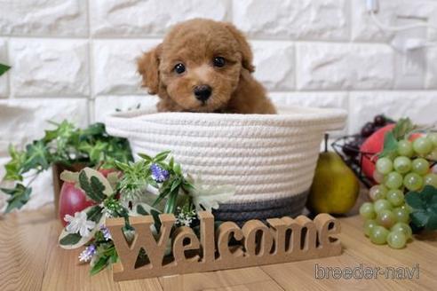 成約済の滋賀県のトイプードル-154254の4枚目