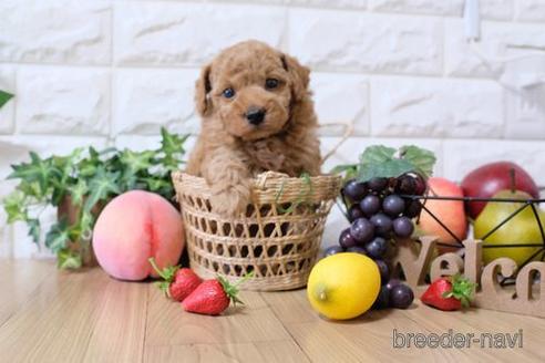 成約済の滋賀県のトイプードル-154254の3枚目