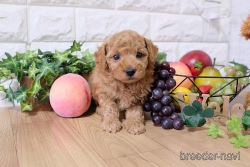 成約済の滋賀県のトイプードル-154254の2枚目