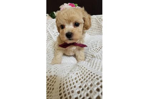 子犬