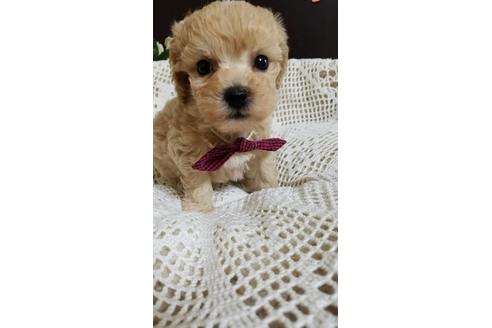 成約済の千葉県のミックス犬-155951の4枚目