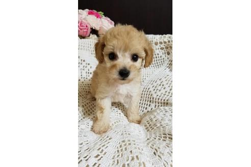 成約済の千葉県のミックス犬-155953の1枚目