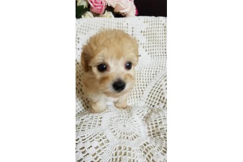 成約済の千葉県のミックス犬-155953の5枚目