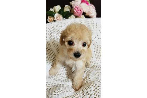 成約済の千葉県のミックス犬-155953の4枚目