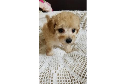 成約済の千葉県のミックス犬-155953の3枚目