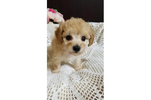 成約済の千葉県のミックス犬-155953の2枚目