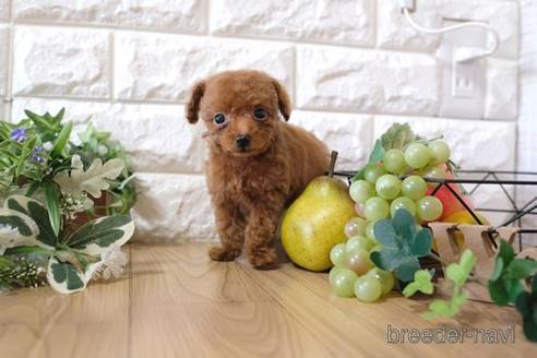 成約済の滋賀県のトイプードル-154285の1枚目