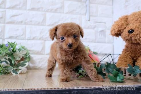 成約済の滋賀県のトイプードル-154285の5枚目