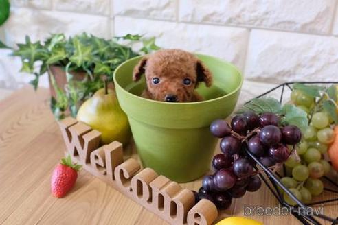 成約済の滋賀県のトイプードル-154285の3枚目