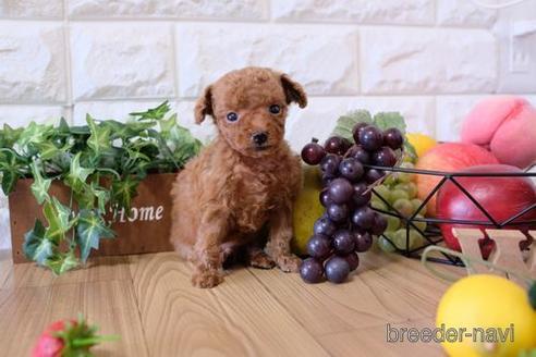 成約済の滋賀県のトイプードル-154285の2枚目