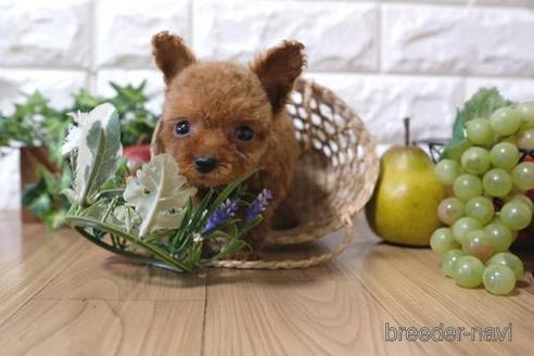 成約済の滋賀県のトイプードル-154282の1枚目