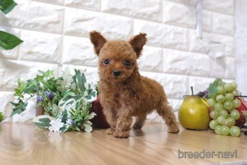 成約済の滋賀県のトイプードル-154282の4枚目