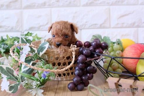 成約済の滋賀県のトイプードル-154282の3枚目