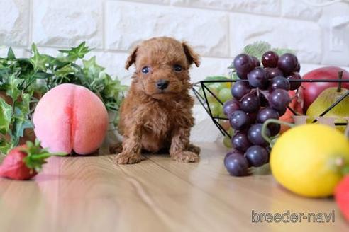 成約済の滋賀県のトイプードル-154282の2枚目