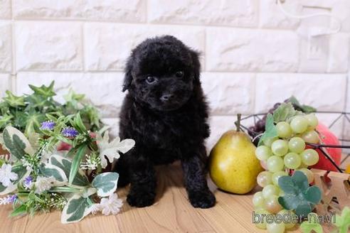 成約済の滋賀県のトイプードル-154292の1枚目