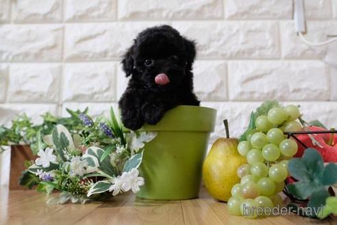 成約済の滋賀県のトイプードル-154292の4枚目