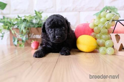 成約済の滋賀県のトイプードル-154292の3枚目