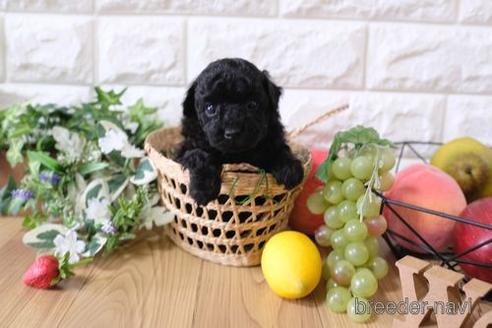 成約済の滋賀県のトイプードル-154292の2枚目