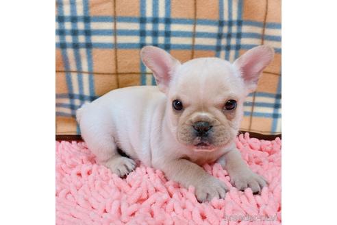 成約済の山口県のフレンチブルドッグ-154229の1枚目