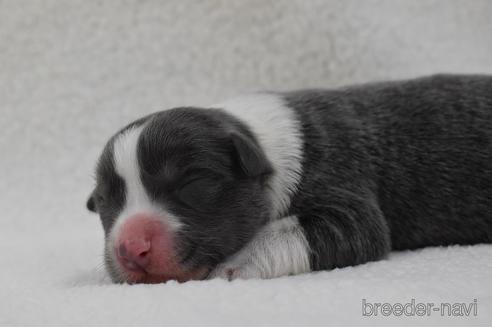 成約済の三重県のボーダーコリー-155975の2枚目