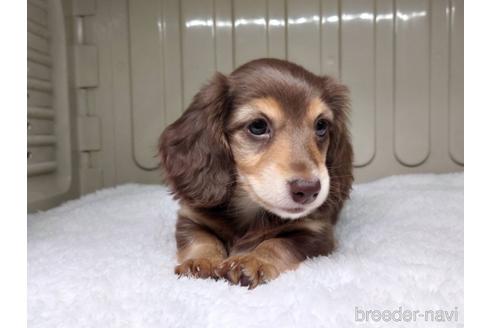 子犬