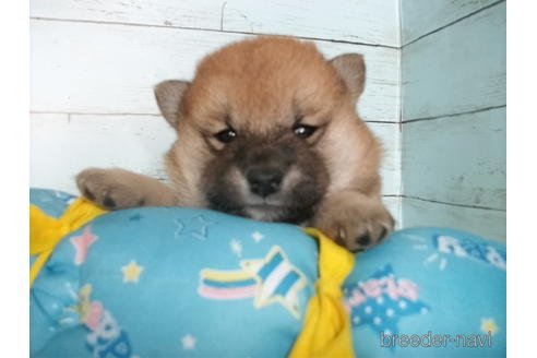 成約済の埼玉県の柴犬-155987