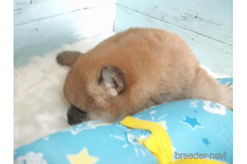 成約済の埼玉県の柴犬-155987の6枚目