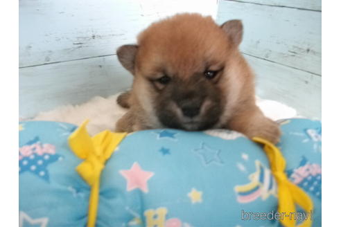 成約済の埼玉県の柴犬-155987の5枚目
